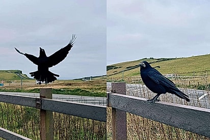 Parece que existe um pessoa dentro desse pássaro: Corvo começa a agir de modo diferente ao perceber que turista o filmava