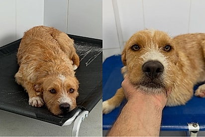 “Ele foi devolvido”: Após ser adotado, Gabo volta ao abrigo e protetor faz alerta sobre adoção responsável.