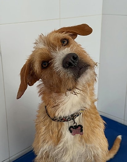 Gabo foi rejeitado e agora está em busca de um lar para sempre.