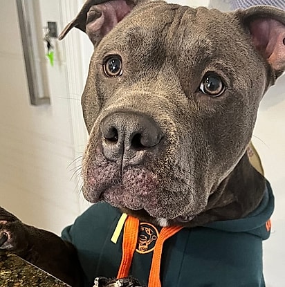 Eros é uma american bully de 30 quilos de fofura.