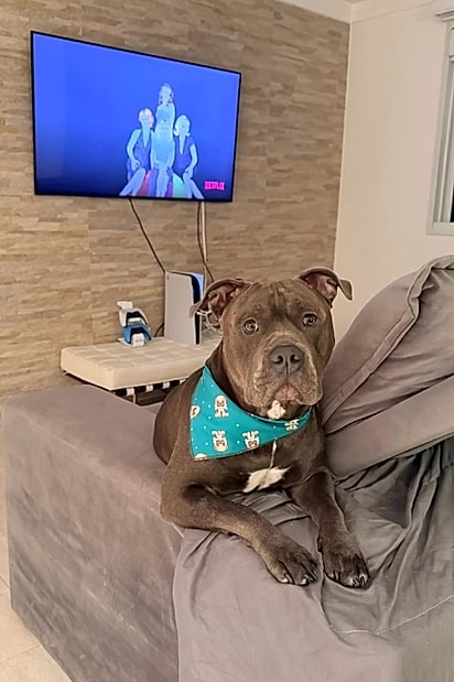 Com amor, técnica e compreensão, a equipe conseguiu dar banho em Eros — mostrando que respeito transforma tudo..