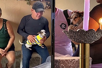 “Ele vai acordar, né?”: Cão Simba chora ao perder Seu Lampião, e amigos fazem de tudo para consolar o fiel companheiro