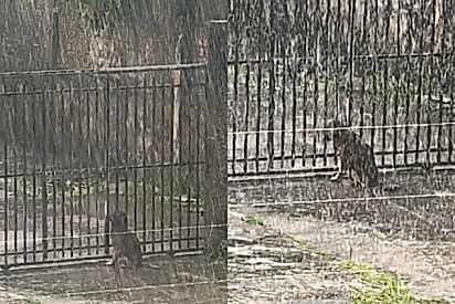 Abandonado, Marley permaneceu no portão de casa esperando a família voltar.