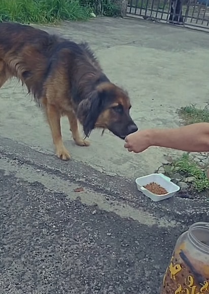 Foram necessárias tentativas pacientes para ganhar a confiança do cão.