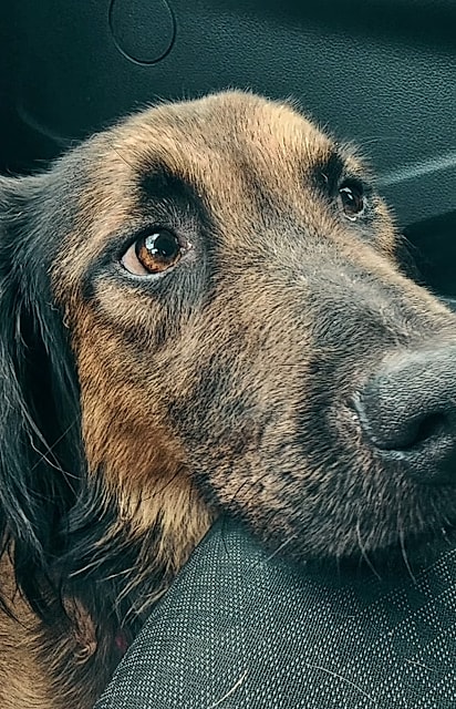 Marley foi resgatado.