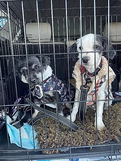 Lily e Pongo após o resgate.