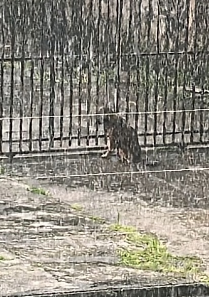 Mesmo debaixo de chuva, Marley permaneceu em frente ao imóvel.