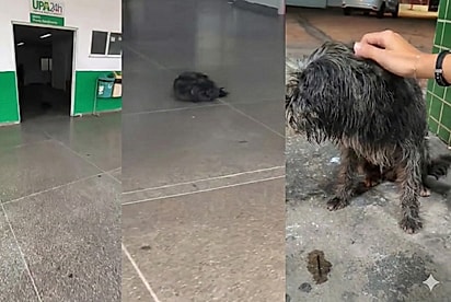 Ele não saiu nem por um minuto: Cão fica devastado após passar duas semanas na porta de UPA aguardando notícias de tutor