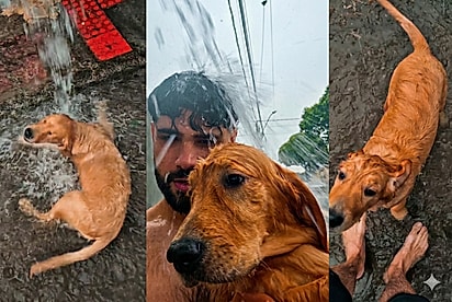 Mãe dá carinho mas o papai é mais legal: Homem viraliza por levar golden brincar na chuva e alegria da cena encanta