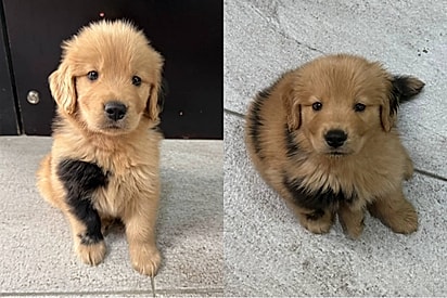 Não é mistura: Golden nasce com manchas raras e viraliza nas redes.