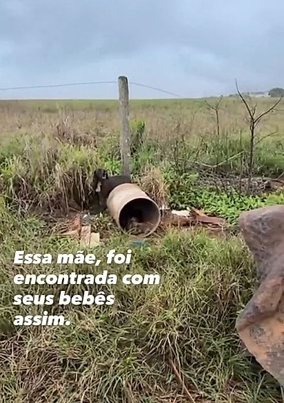 A cachorrinha foi abandonada no meio do nada com seus filhotes.