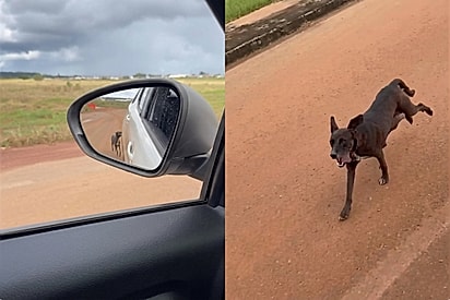 Protetora ‘rapta’ bem mais precioso de cachorrinha para garantir final feliz.
