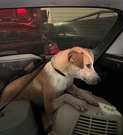 A mãe estava protegendo os filhotes.