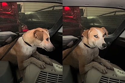 Me arrepiei ao ver ao vivo: Mesmo lidando com animais diariamente, rapaz se impressiona ao ver mãe vira-lata tentando proteger a caixa com seus filhotes