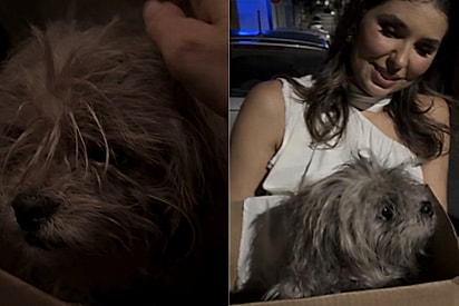 Mulher avista amontoado de pelos no meio da rua, pensa ser um cachorrinho morto e então lhe dá uma nova chance.