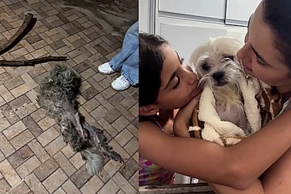 Meu coração disse para eu voltar”: Mulher se aproxima de ‘bolinha de pelos’ imóvel na rua e descobre o cão mais doce pedindo ajuda