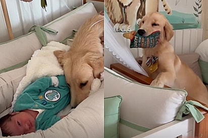 Quando Davi nasceu, Lua assumiu o posto de guardiã com uma naturalidade emocionante.