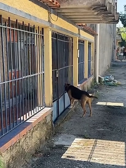 O cão Snoopy estava latindo no portão de sua antiga casa.