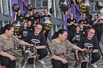“Vai ser feliz, Sheik”: Abrigo organiza festa para comemorar adoção de cão idoso e veterinária se emociona ao contar sua história