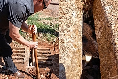 “Tive a missão de salvar esse caramelo”: homem faz o impossível para libertar cão preso em bueiro.
