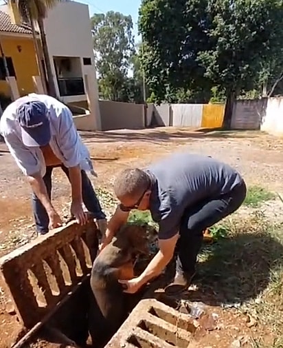 O cachorrinho foi salvo em segurança.