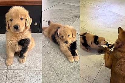 Não é mistura: Golden nasce com manchas raras e viraliza nas redes.