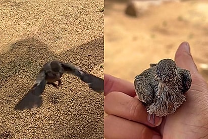 Moça cuida de passarinho com asa quebrada, ensina a voar com carinho e primeiro voo emociona