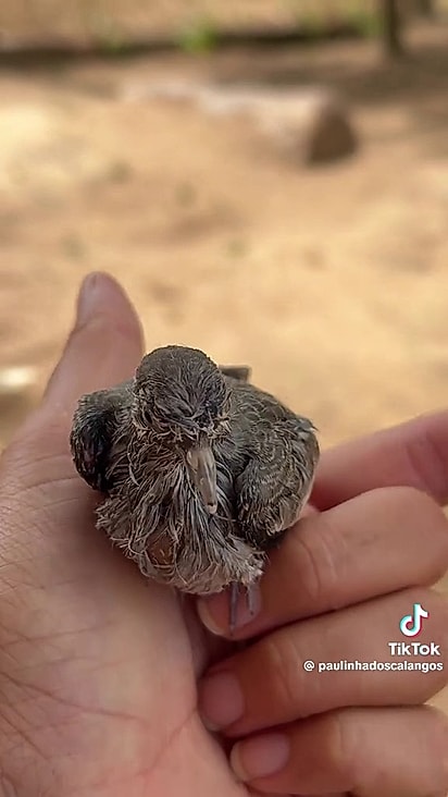 Fifi chegou até Paulinha com a asa quebrada.
