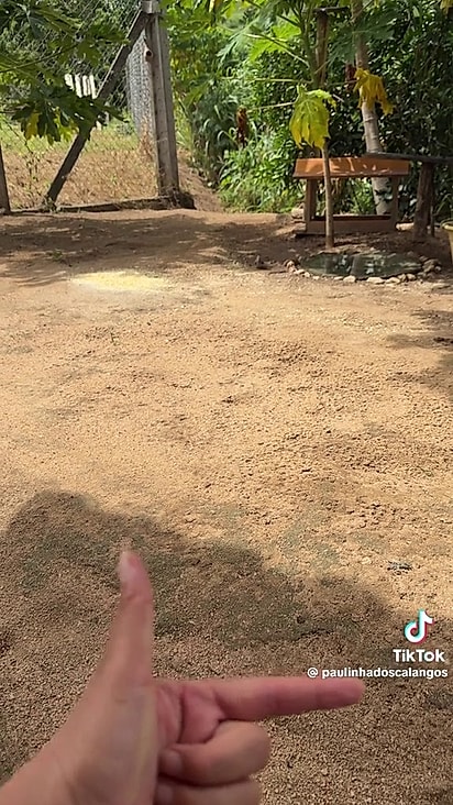 A cuidadora incentivou muito o pássaro.