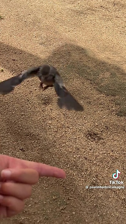 Fifi conseguiu voar e pousar na mão de Paulinha.
