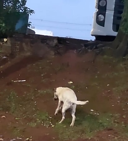 O cão vagava sem rumo e machudado.