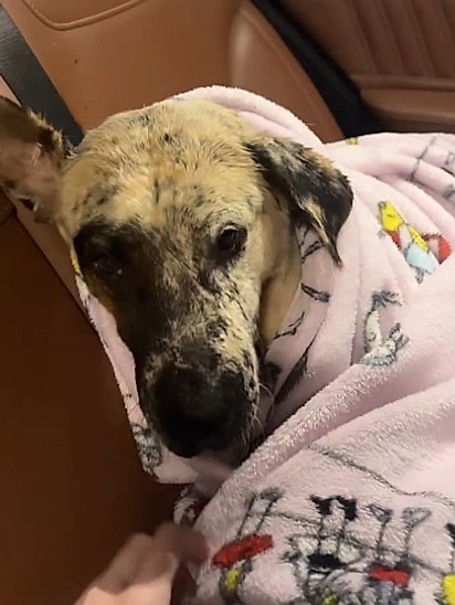 Dick foi direto ao veterinário. 