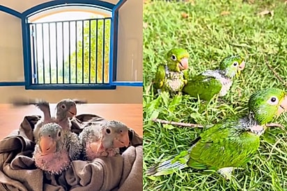Os filhotes foram cuidados por Sabrina.