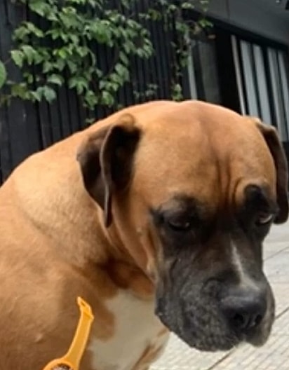 Bartolomeu é um cachorro da raça boxer de quase 12 anos.