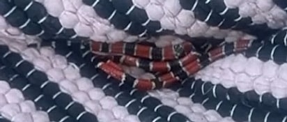 Ana encontrou uma cobra coral na casinha de Bartolomeu.