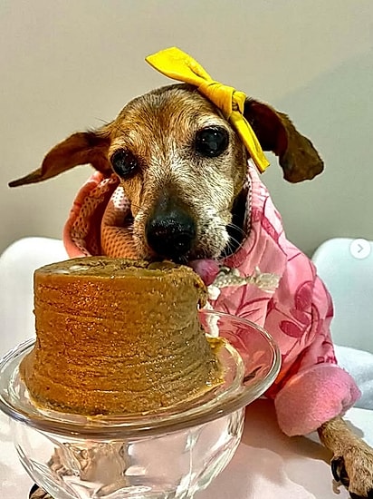 Maggie é uma cachorrinha de 20 anos.