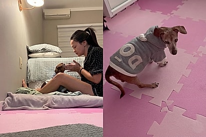 “Troquei jantares por estar ao lado dela”: Tutora adapta a vida para cuidar de cachorrinha de 20 anos com Alzheimer.