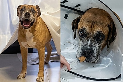 “Pensamos que ele estava partindo”: Família descobre cobra coral mastigada e entende por que boxer passou mal.