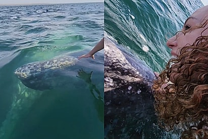 Ela veio até mim”: Atleta vive momento raro ao tocar baleia-cinzenta gigantesca que decidiu se aproximar para receber carinho