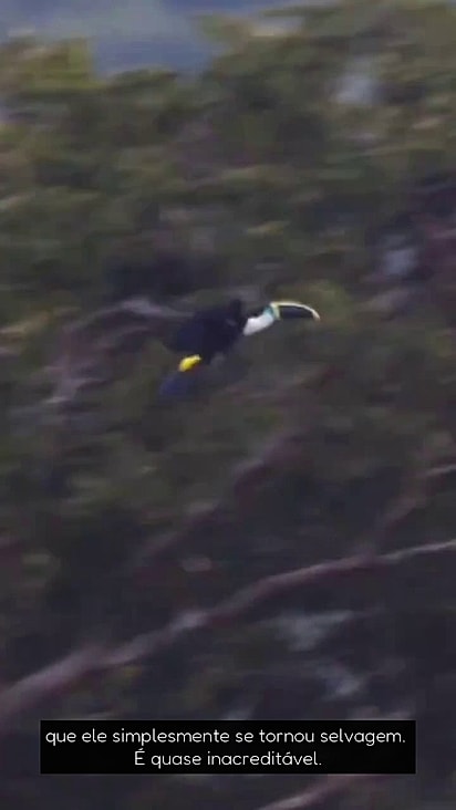 O tucano se recuperou e virou selvagem como deveria ser.