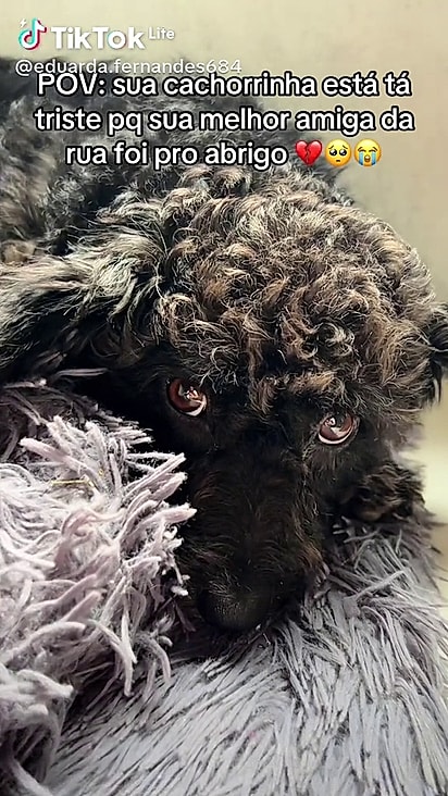 A tutora se culpou por não conseguir adotar a cachorrinha da rua.