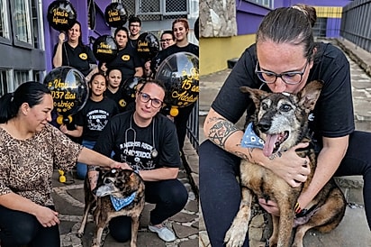 “Vai ser feliz, Sheik”: Abrigo organiza festa para comemorar adoção de cão idoso e veterinária se emociona ao contar sua história