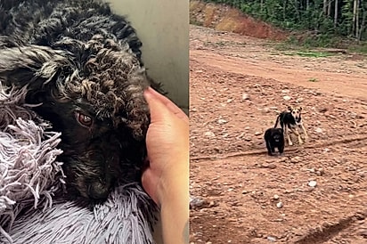 Perdão, Meg, por não poder adotar sua melhor amiga”: Cachorrinha fica desolada após amiga da rua ir para abrigo