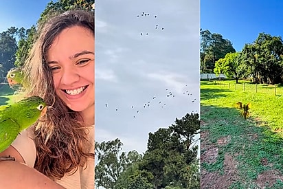 A liberdade de ir, a escolha de voltar: Passarinho criado solto voa para brincar com bando mas sempre volta para o lar