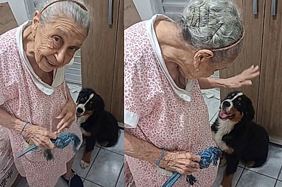Ele belisca a gente é: Cachorrinho brinca com todo cuidado para não machucar vovó e cena de carinho encanta