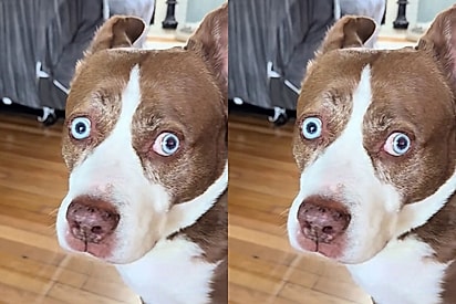 Mistura de pitbull com husky dá origem ao cão mais dramático de todos os tempos.