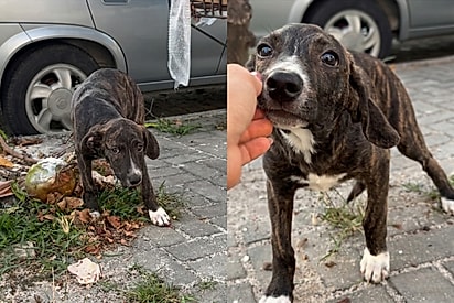 “Descartado como lixo, tratado como tesouro”: Jovem resgata filhote abandonado e transformação emociona.