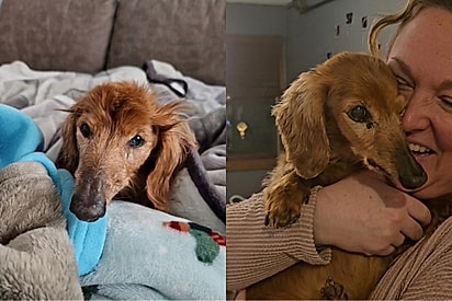 “Ele esquece quase tudo, menos quem o salvou”: Dachshund com demência nunca esquece sua humana favorita.