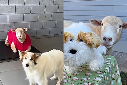 Dona faz cachorrinha de pelúcia para confortar ovelha que havia perdido melhora amiga e cena emociona