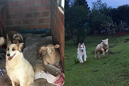 Chanel e Joana eram melhores amigas.